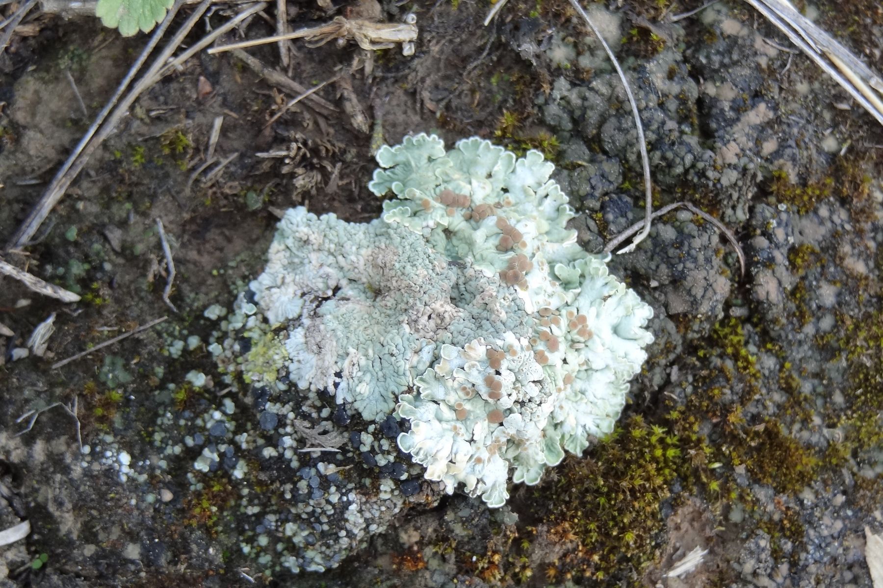 BIOCRUST 6 - 2026 6th International Workshop on Biological Soil Crusts